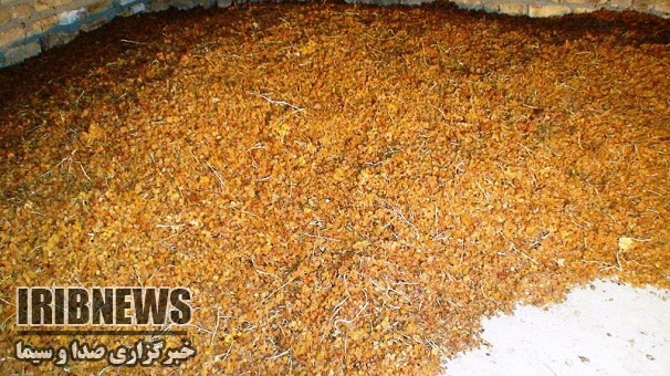 پرداخت مشوق های صادراتی برای کشمش تیزابی شهرستان خرمدره