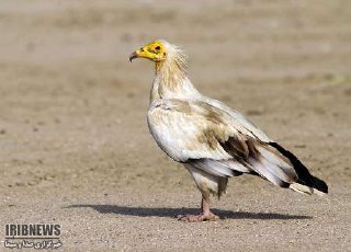 رهاسازی کرکس مصری در طبیعت شاهین دژ