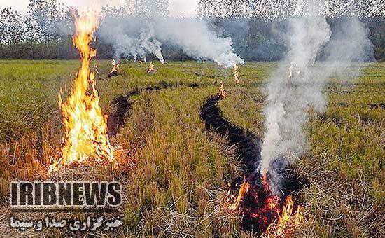 دستگیری شالیکاران متخلف در آستارا