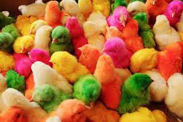 معدوم کردن پنج هزار جوجه رنگی بومی معدوم کردن پنج هزار جوجه رنگی بومی