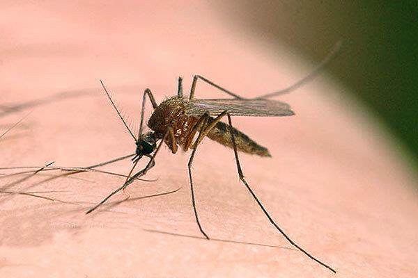 ضرورت ضدعفونی کردن آبهای راکد در مناطق زلزله زده کرمانشاه ضرورت ضدعفونی کردن آبهای راکد در مناطق زلزله زده کرمانشاه