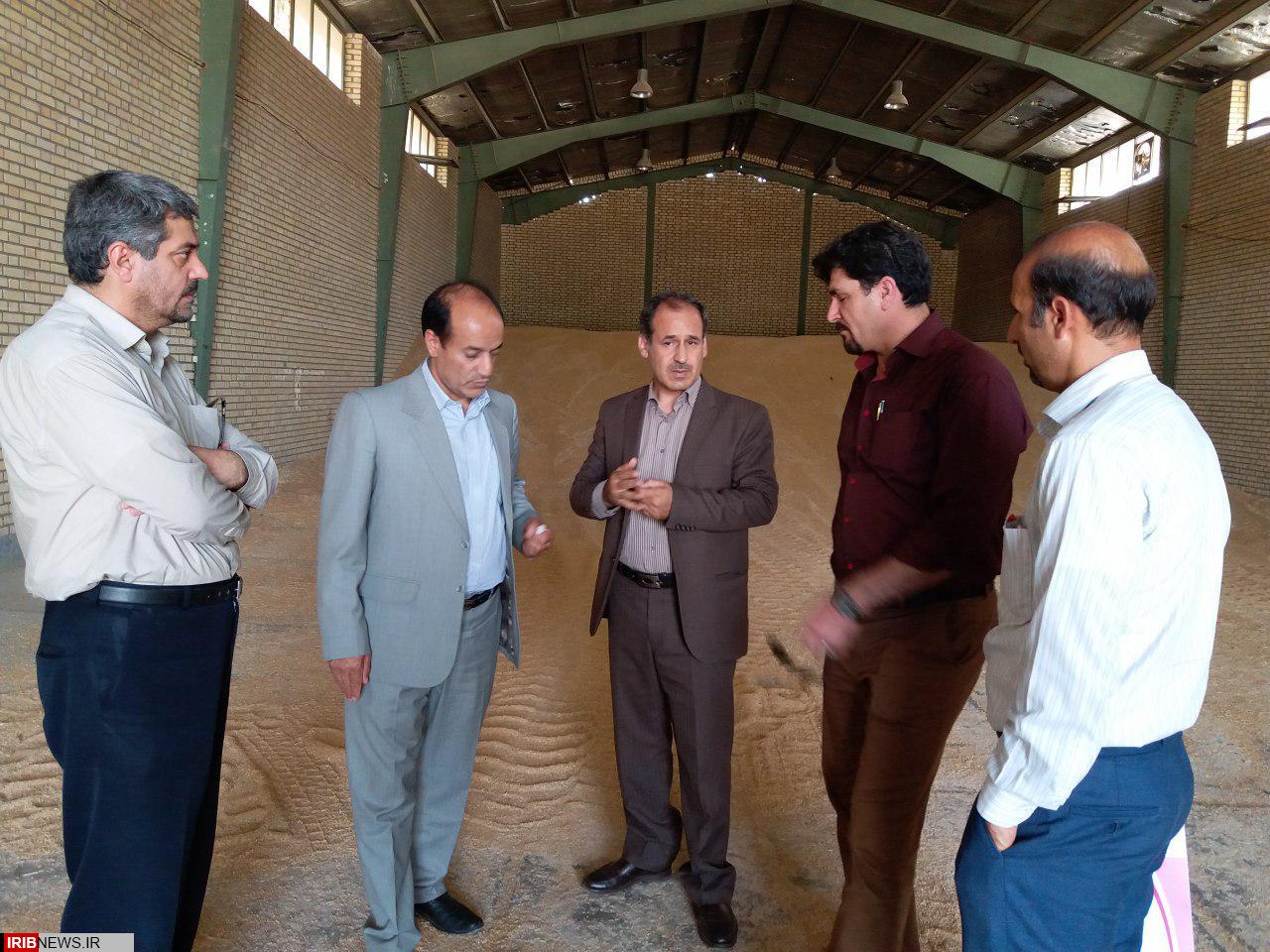 خرید بیش از ۳۵ هزار تن گندم مازاد بر نیاز از کشاورزان مناطق گرمسیری استان