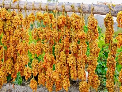 پرداخت یارانه کشمش به باغداران آذربایجان شرقی پرداخت یارانه کشمش به باغداران آذربایجان شرقی