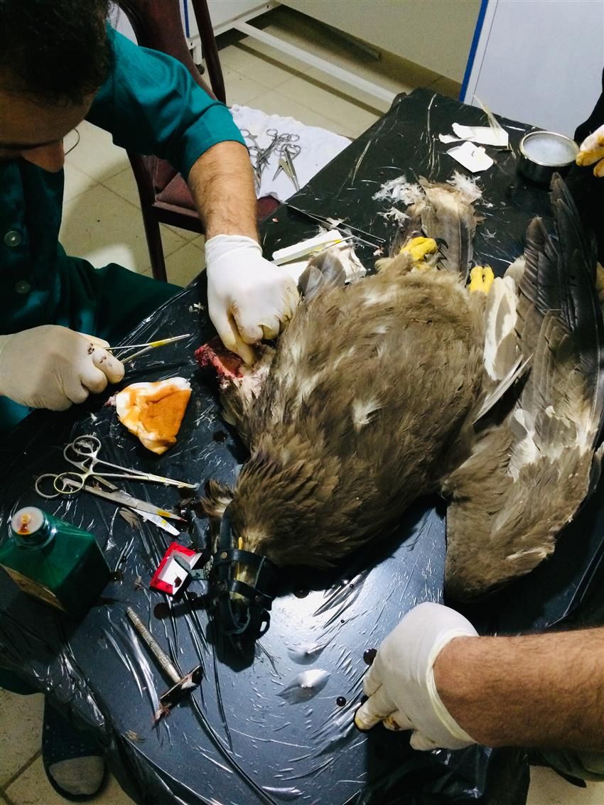 جراحی و تیمار یک بهله عقاب صحرایی در مسجدسلیمان