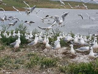 سد شهید کاظمی سقز مکانی امن برای کاکایی ها سد شهید کاظمی سقز مکانی امن برای کاکایی ها