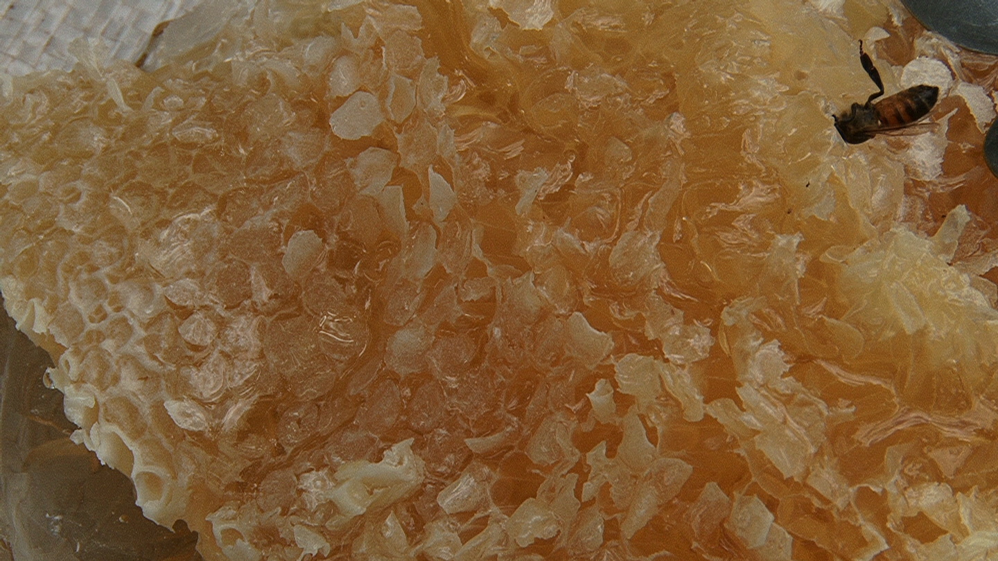 برداشت عسل از کندو‌های مراغه