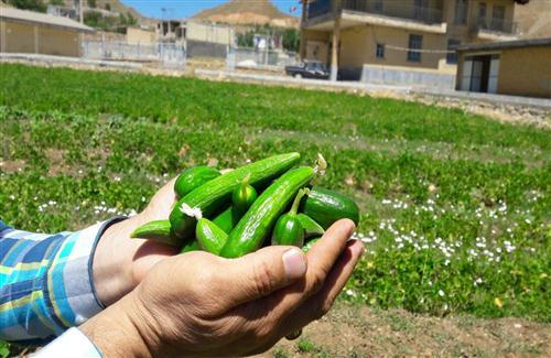 کاهش ضایعات کشاورزی با راه اندازی صنایع تبدیلی در فارس کاهش ضایعات کشاورزی با راه اندازی صنایع تبدیلی در فارس