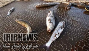 دستگیری صیاد متخلّف مهابادی دستگیری صیاد متخلّف مهابادی