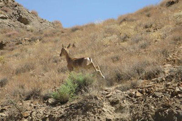 آغاز سرشماری وحوش در استان همدان آغاز سرشماری وحوش در استان همدان