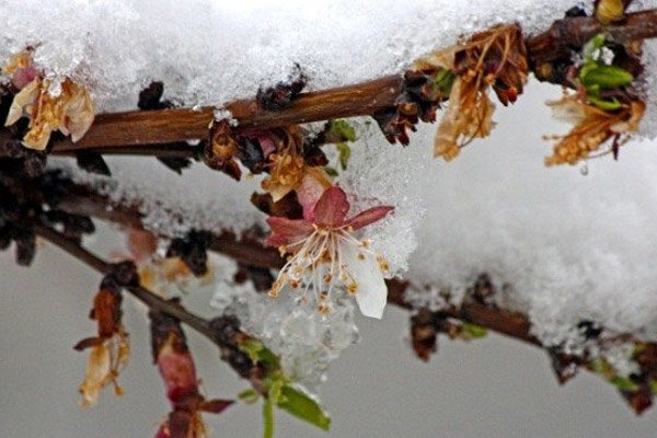 لزوم مراقبت کشاورزان از سرمازدگی باغ ها و مزارع