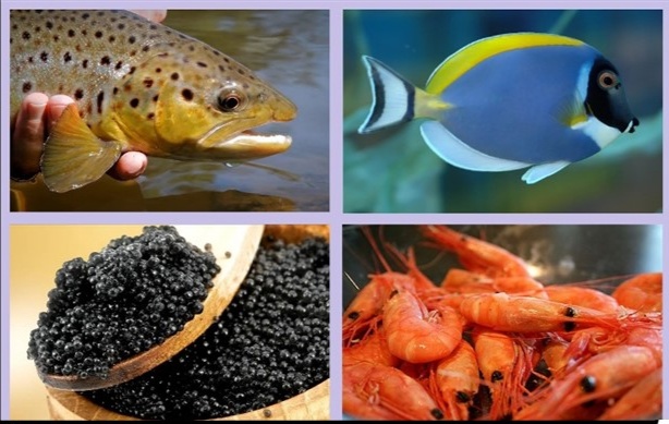 افق روشن فارس در صنعت شیلات (در حال تکمیل) افق روشن فارس در صنعت شیلات (در حال تکمیل)