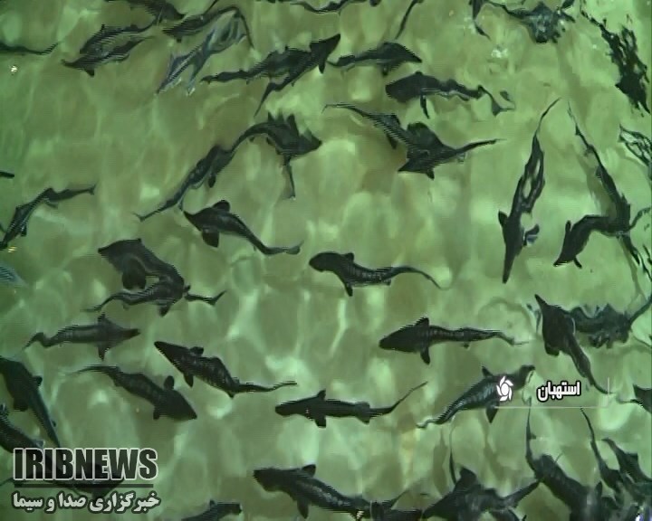 افق روشن فارس در صنعت شیلات (در حال تکمیل) افق روشن فارس در صنعت شیلات (در حال تکمیل)