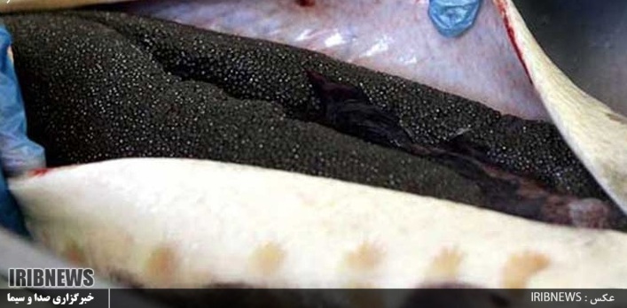 افق روشن فارس در صنعت شیلات (در حال تکمیل) افق روشن فارس در صنعت شیلات (در حال تکمیل)