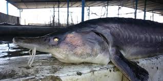 افق روشن فارس در صنعت شیلات (در حال تکمیل) افق روشن فارس در صنعت شیلات (در حال تکمیل)