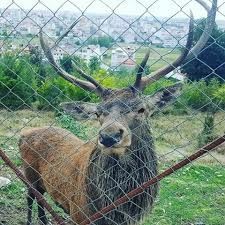 تلف شدن 6 راس مارال در تالش تلف شدن 6 راس مارال در تالش