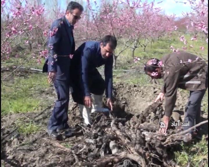 آمادگی باغداران همدانی جهت مقابله با سرمازدگی