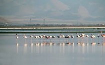 تهیه طرح جامع و بلند مدت حفظ و احیاء تالاب میقان تهیه طرح جامع و بلند مدت حفظ و احیاء تالاب میقان