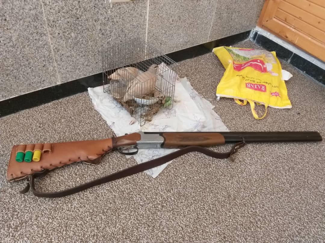 دستگیری 13متختلف صید و شکار در دشتستان دستگیری 13متختلف صید و شکار در دشتستان