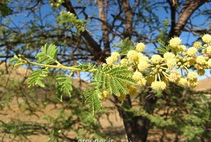 مهاجم بیعار مهاجم بیعار