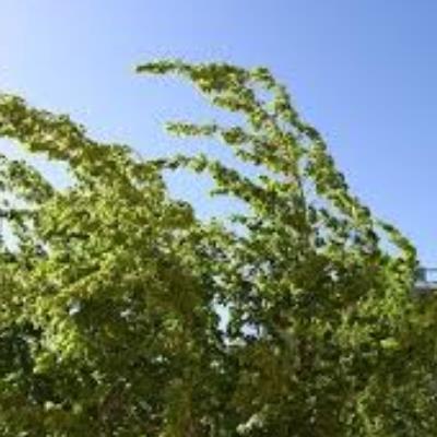 وزش بادشدید و گردو غبار در استان