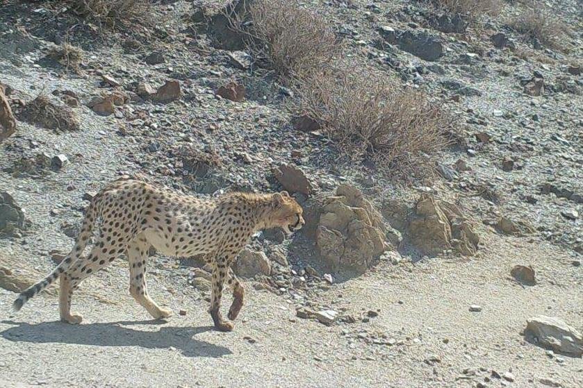 مشاهده دو یوزپلنگ ایرانی در طبس