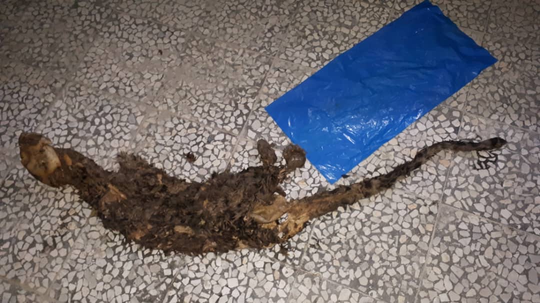 پیدا شدن پوست یک قلاده پلنگ  در تالش