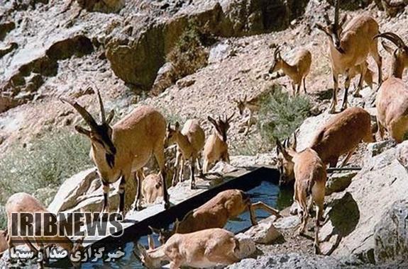 افزایش 100 درصدی جرائم شکار گونه های جانوری افزایش 100 درصدی جرائم شکار گونه های جانوری