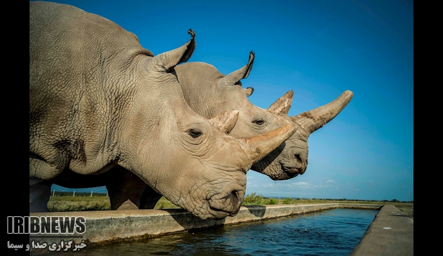 از دیدار ظریف و لاوروف تا وانگ یی به کره شمالی