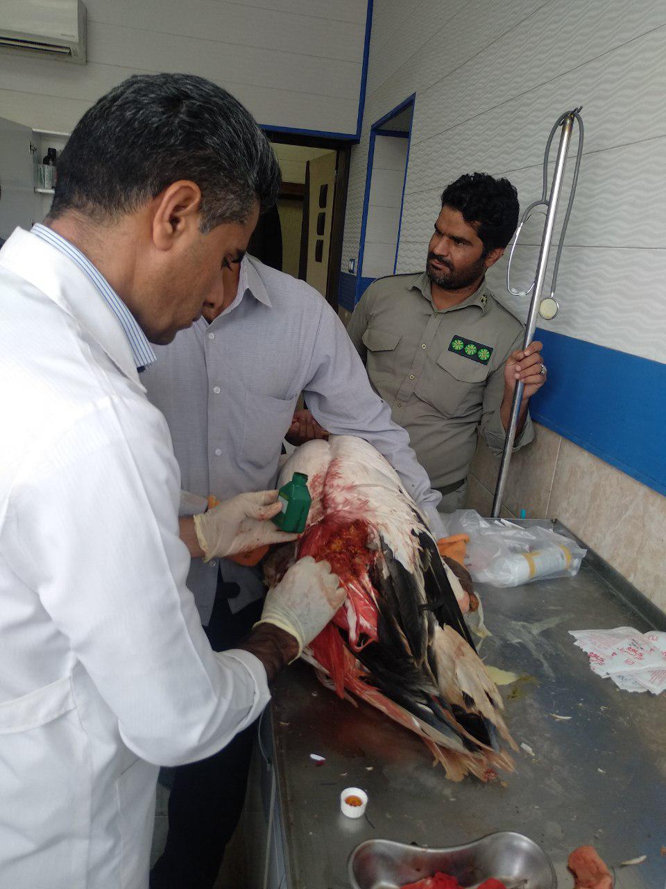 جراحی پلیکان در زاهدان جراحی پلیکان در زاهدان