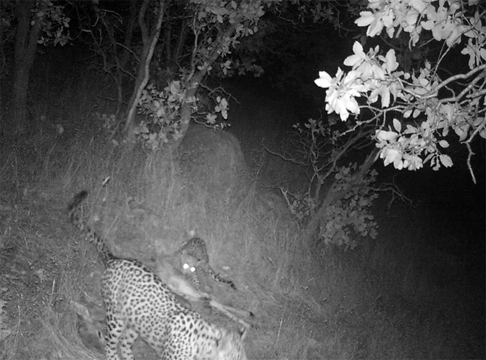 ثبت تصویر پلنگ ایرانی و تولهاش در منطقه میانکتل کازرون ثبت تصویر پلنگ ایرانی و تولهاش در منطقه میانکتل کازرون