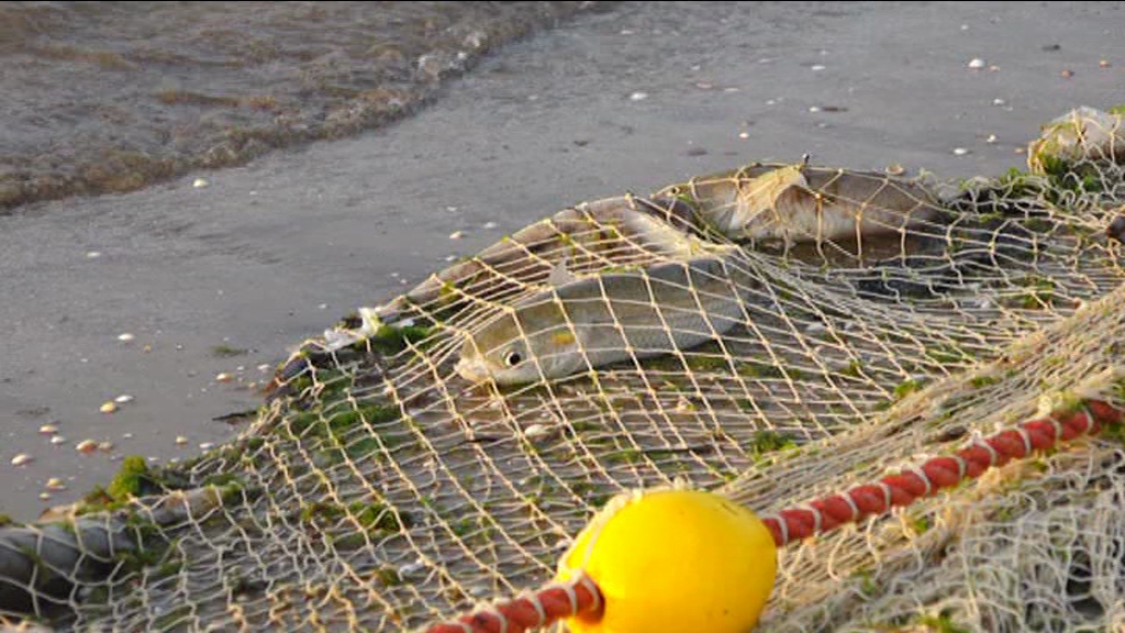 آغاز فصل صید ماهیان استخوانی خزر آغاز فصل صید ماهیان استخوانی خزر