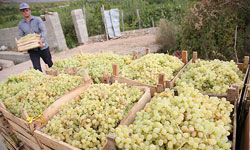 کلاهداری بی کلاه