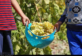 کلاهداری بی کلاه