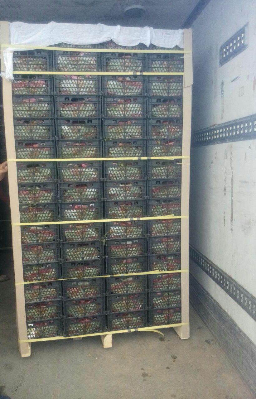 کلاهداری بی کلاه