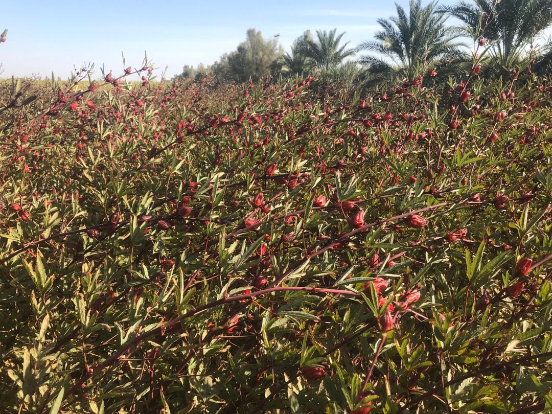 برداشت چای ترش در سیستان وبلوچستان