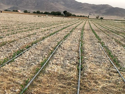 افزایش کشت گندم در استان قزوین افزایش کشت گندم در استان قزوین