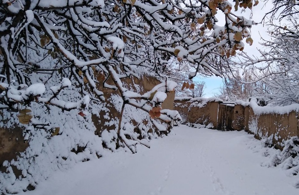 شاخه های برف گرفتهٔ درختان را بتکانید