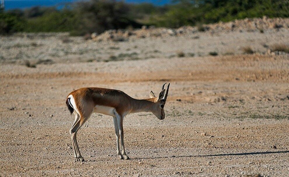 اتمام مراحل درمان ۴۰ گونه جانوری در نقاهتگاه استان بوشهر