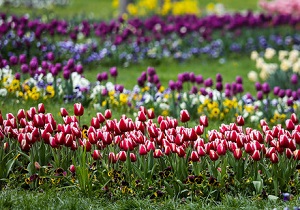 اولین پارک آموزش شهروندی کشور در قزوین در آستانه بهره برداری