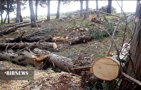 دستگیری تخریب کنندگان جنگل های مریوان دستگیری تخریب کنندگان جنگل های مریوان