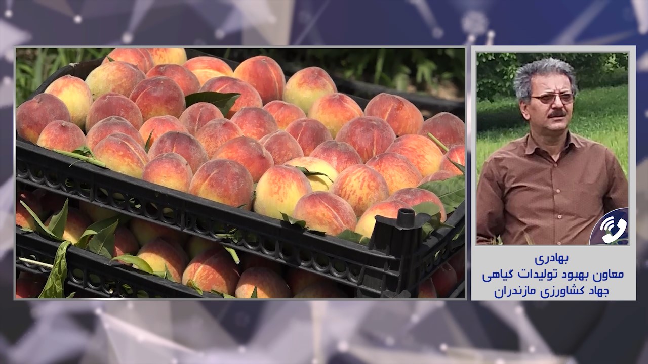 صادرات ۱۰۰ تن محصول هلو از مازندران
