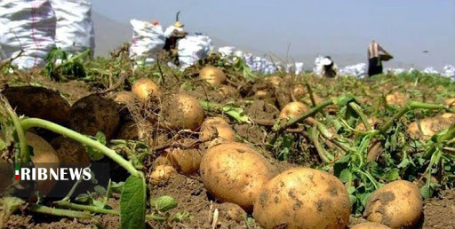 کشت سیب زمینی در 200 هکتار از اراضی مریوان کشت سیب زمینی در 200 هکتار از اراضی مریوان