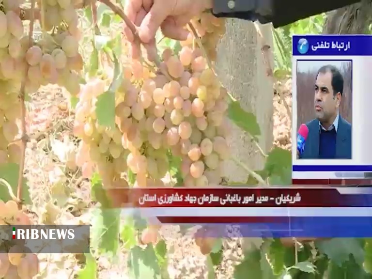 بهره وري کمي و کيفي انگور با اجراي طرح فراز