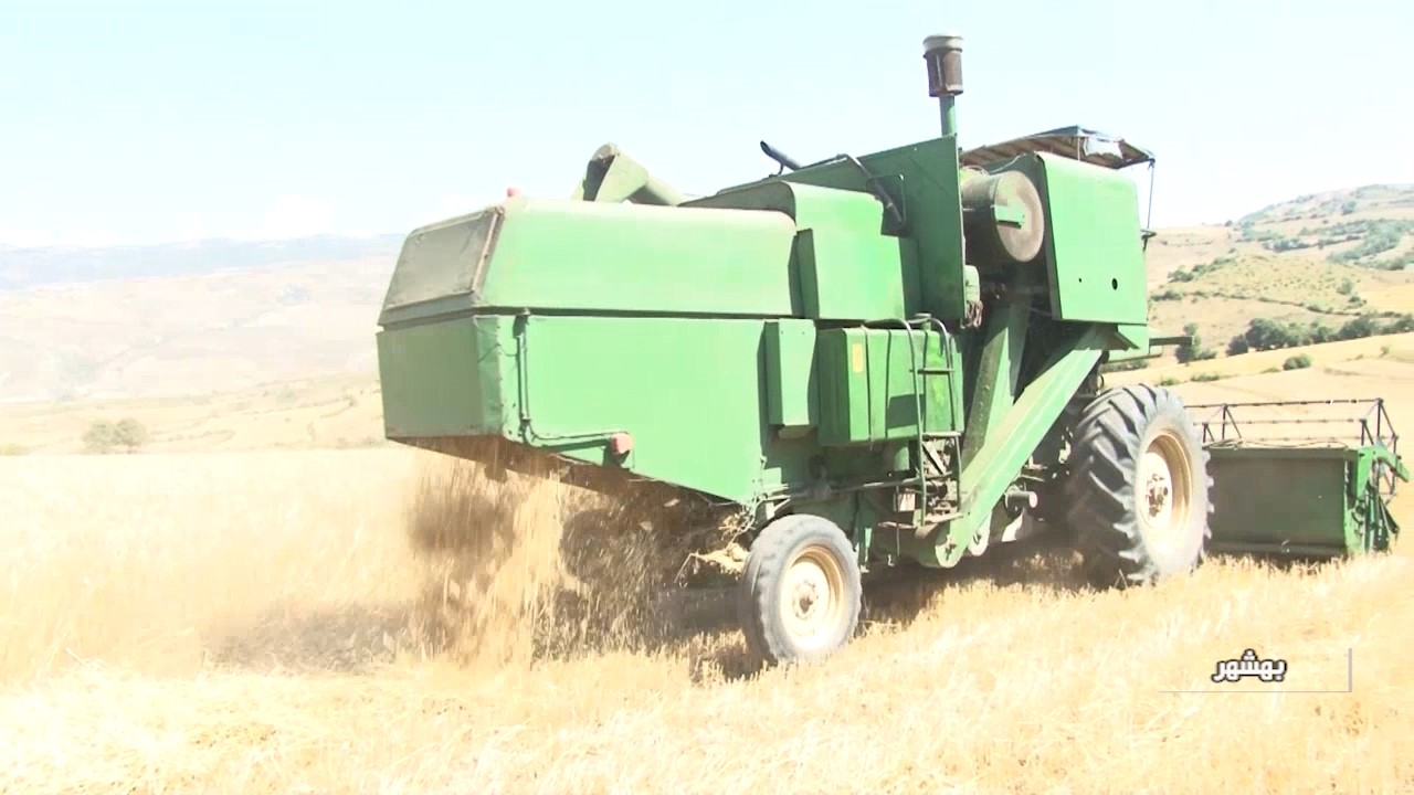 افزایش سطح کشت گندم در هزار جریب بهشهر