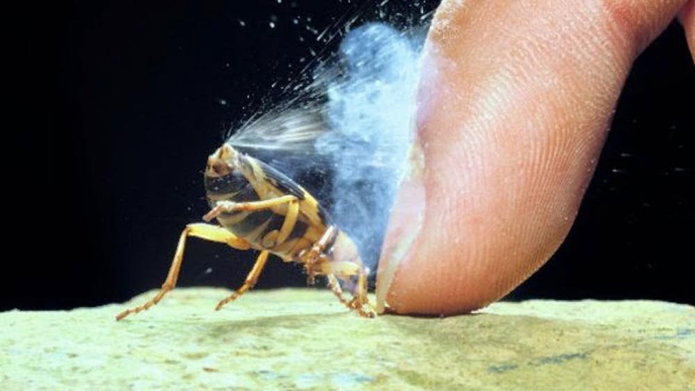 ۱۶ عکس بی‌نظیر از طبیعت