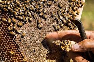 آغاز برداشت عسل از زنبورستان های استان زنجان آغاز برداشت عسل از زنبورستان های استان زنجان