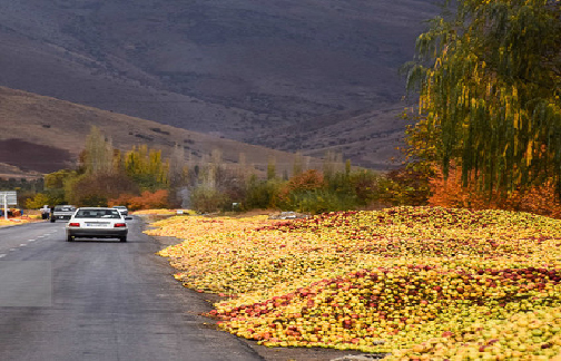 ممنوعیت انباشت میوه های فصلی در کنار جادههای مهاباد ممنوعیت انباشت میوه های فصلی در کنار جادههای مهاباد