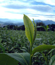 ماجرای ورود چای به ایران
