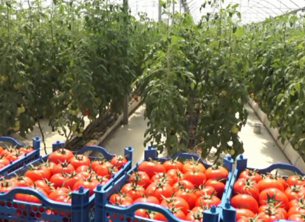 گلخانه زمین گرمایی