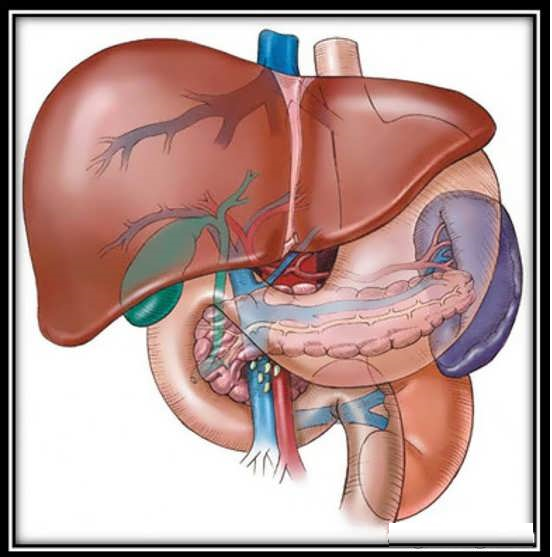علائم و روشهای درمان کبد چرب گرید ۲ علائم و روشهای درمان کبد چرب گرید ۲